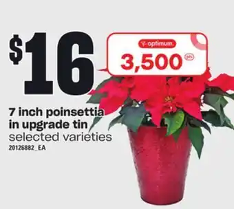 Loblaws 7 inch poinsettia in upgrade tin offer
