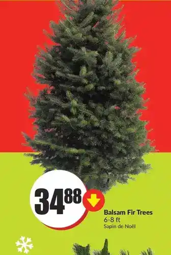 FreshCo Balsam fir trees offer