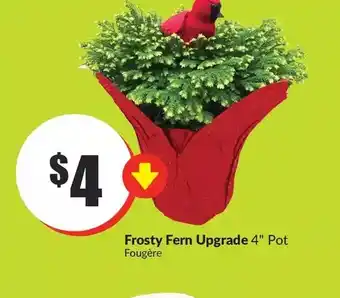 FreshCo Frosty fern upgrade offer