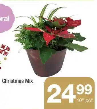 Highland Farms Christmas Mix 10" pot offer