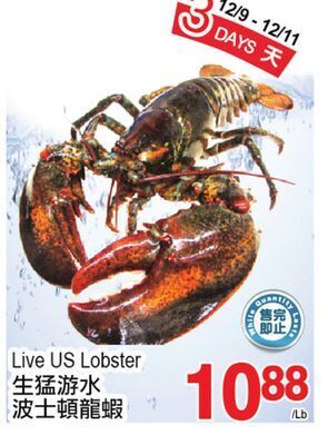 T&T Supermarket Live us lobster offer