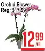 Skyland Foodmart Orchid flower offer