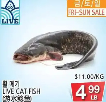 H-Mart Live cat fish offer