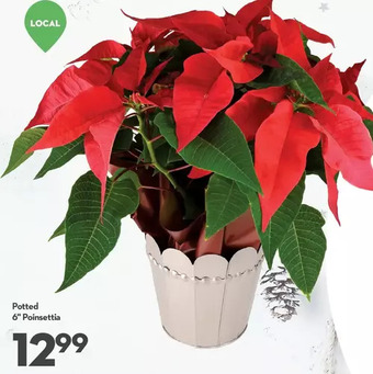 Longo's Potted 6" poinsettia offer