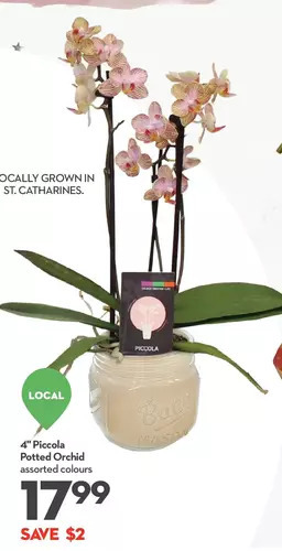 Longo's 4" piccola potted orchid offer
