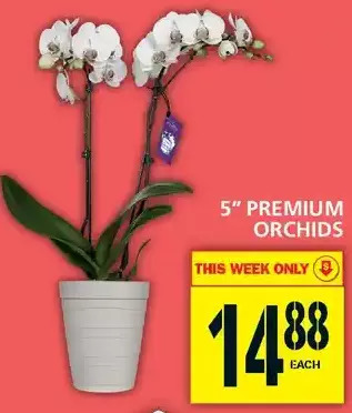 Food Basics 5" premium orchids offer