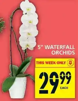 Food Basics 5" waterfall orchids offer