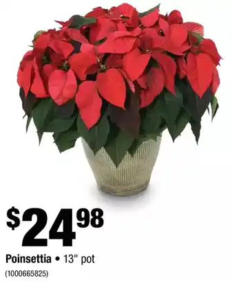 Home Depot Poinsettia offer
