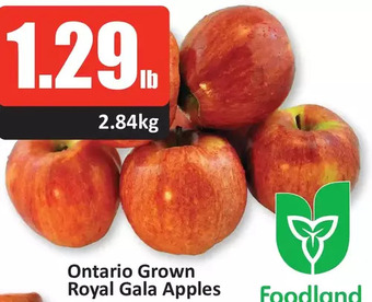 Starsky Ontario grown royal gala apples offer