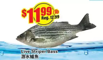 Btrust Supermarket Live striper bass offer