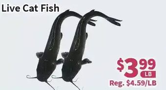 Blue Sky Supermarket Live cat fish offer