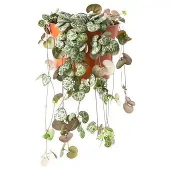 IKEA Hanging plant offer