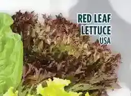 Marché Adonis Red leaf lettuce offer