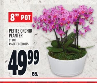 Metro Petite orchid planter offer
