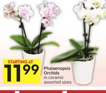 Foodland Phalaenopsis orchids in ceramic assorted sizes offer