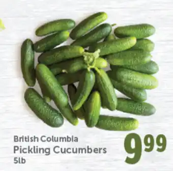 Quality Foods Pickling cucumbers offer
