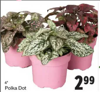 Quality Foods Polka dot offer