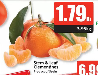 Starsky Stem & leaf clementines offer