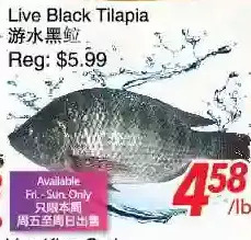 Live black tilapia