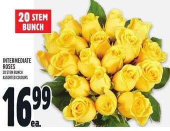 Metro Intermediate roses offer