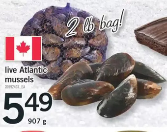 Fortinos Live atlantic mussels offer