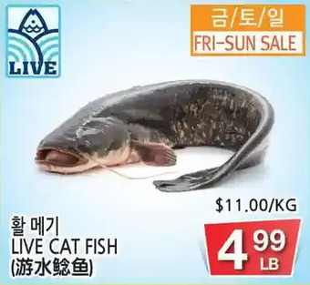 H-Mart Live cat fish offer