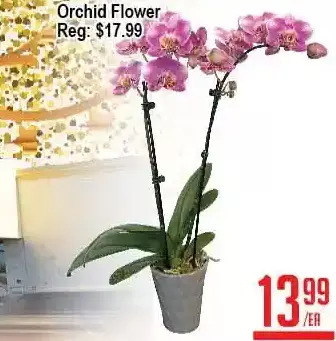 Skyland Foodmart Orchid flower offer
