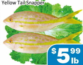 Yellow tail snapper