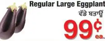 Regular Large Eggplant