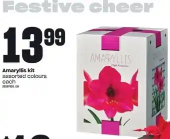 Independent Grocer Amaryllis assorted colours offer