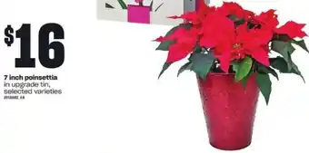 Independent Grocer 7 inch poinsettia offer
