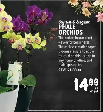 Farm Boy Phale Orchids offer