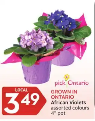 Foodland Grown in ontario african violets assorted colours 4" pot offer