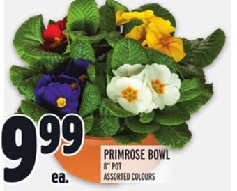 Metro Primrose bowl offer