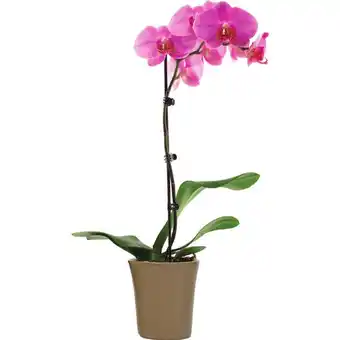 FreshCo Orchids | money trees offer