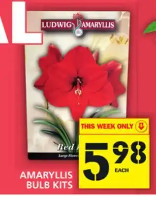 Food Basics Amaryllis bulb kits offer