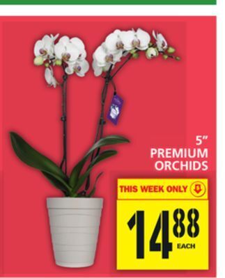 Food Basics 5" premium orchids offer