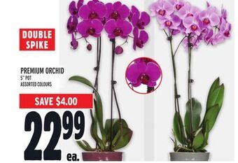 Metro Premium orchid offer