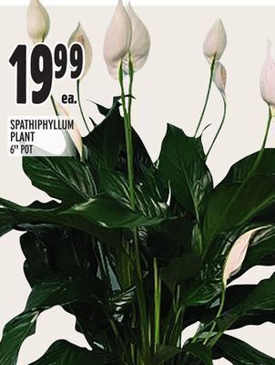 Metro Spathiphyllum plant offer