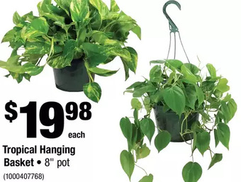 Home Depot Tropical hanging basket offer