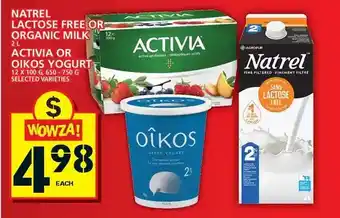 Food Basics Natrel lactose free or organic milk | activia or oikos yogurt offer