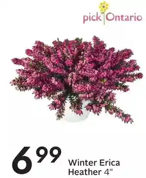 Sobeys Winter erica heather 4" offer