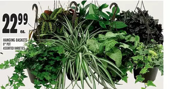 Metro Hanging baskets offer