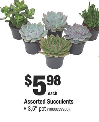 Home Depot Assorted succulents offer