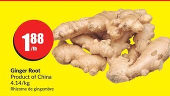 FreshCo Ginger root product of china 4.14/kg offer