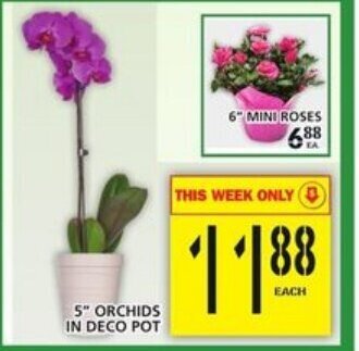 Food Basics 5" Orchids in deco pot offer