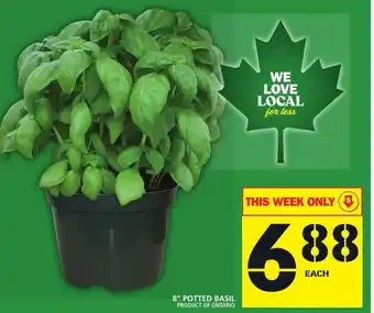 Food Basics 8" Potted basil offer