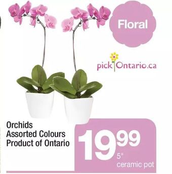 Highland Farms Orchids offer