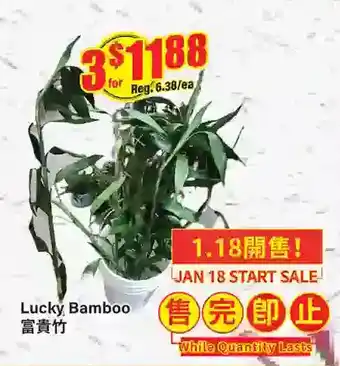 Btrust Supermarket Lucky bamboo offer