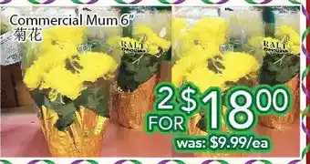 Ample Food Market Commercial mum 6" offer